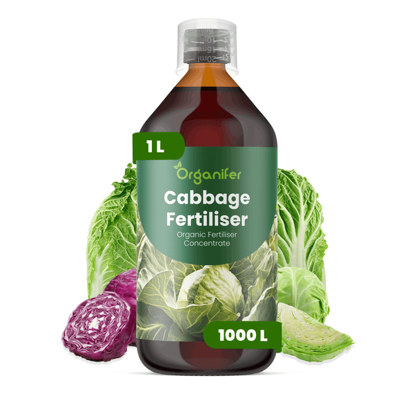 Organifer Bio-Kohl-Dünger-Konzentrat, 1 Liter Flasche für circa 1000 Liter Gießwasser, inklusive Messbecher.