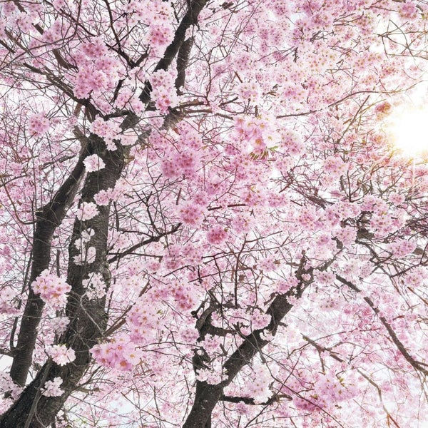 Nahaufnahme eines Kirschbaums in voller Blüte