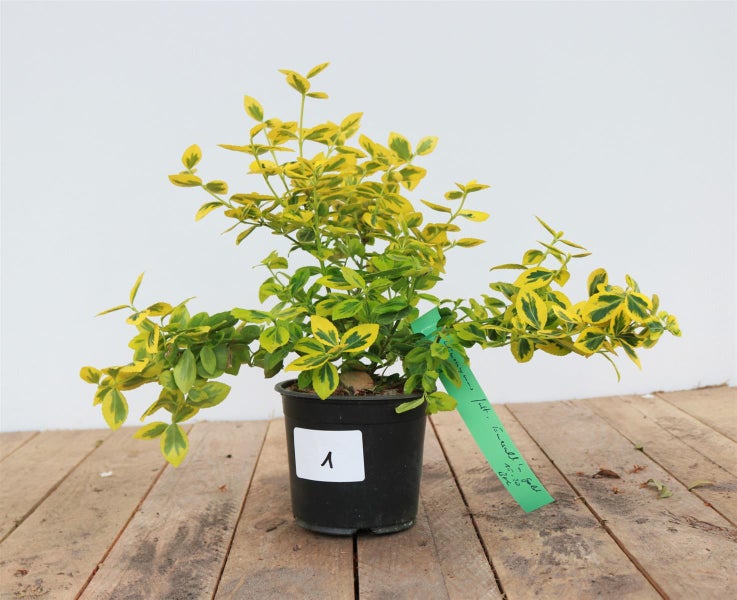 Kriechspindel Euonymus fortunei Emerald n Gold im schwarzen Pflanztopf.