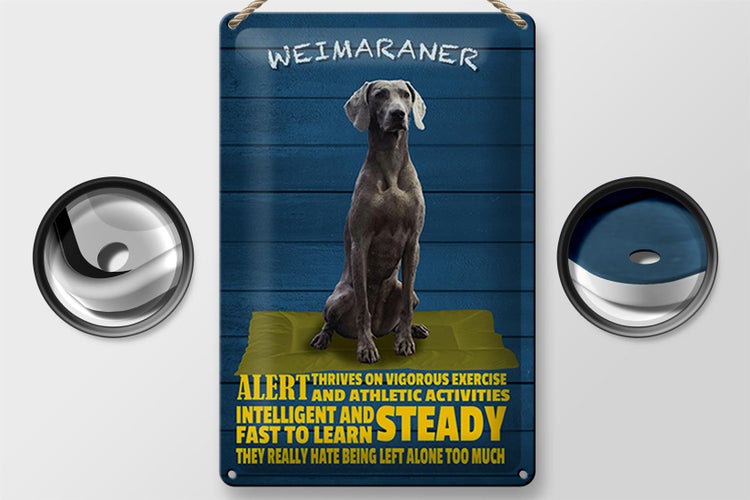 Blechschild Spruch 20x30cm Weimaraner Hund alert and steady