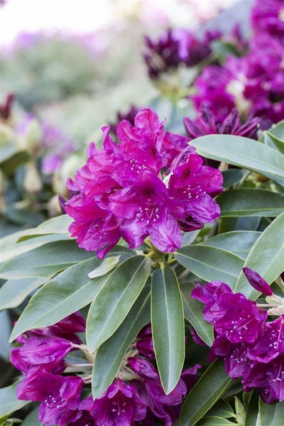 Rhododendron Hybr. 'Old Port', INKARHO, purpurrot, 30–40 cm