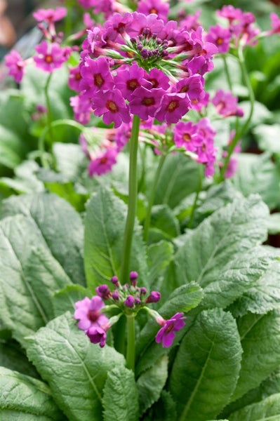 Primula beesiana, Etagen-Primel, rosa Blüten, ca. 9x9 cm Topf