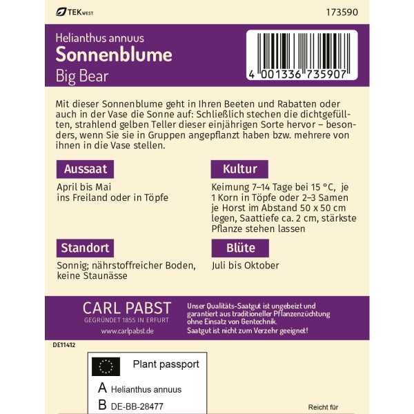 Sonnenblume Big Bear Samen von Pabst Keimkraft