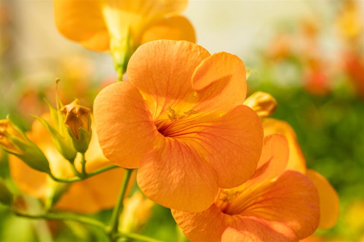 Campsis radicans 'Grandiflora', Trompetenblume, orange, 60–100 cm
