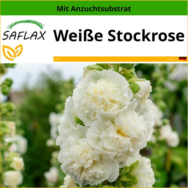 SAFLAX  - Weiße Stockrose - Alcea rosea - 100 Samen - Mit keimfreiem Anzuchtsubstrat