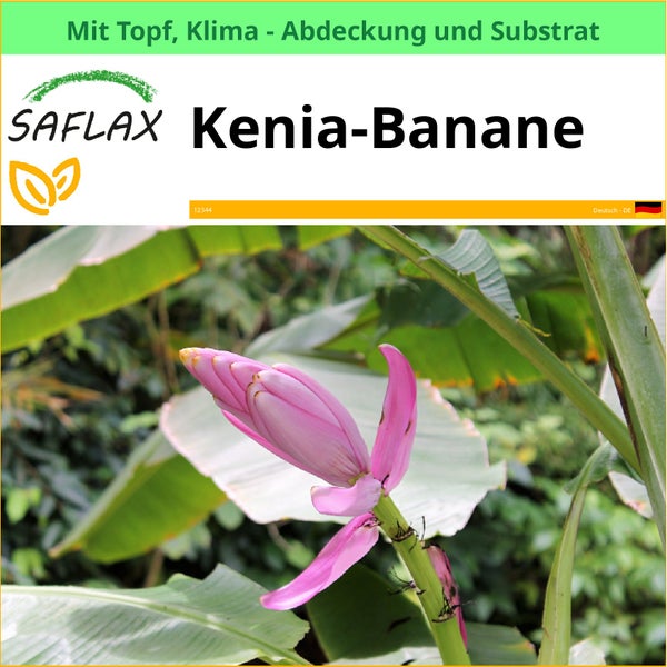 Kenia Banane mit Topf, Klimaabdeckung und Substrat