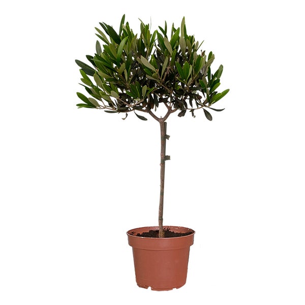 Großer Olivenbaum
