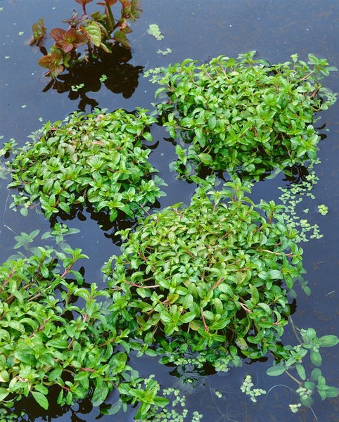 Aufnahme von Teichpflanzen im Wasser.
