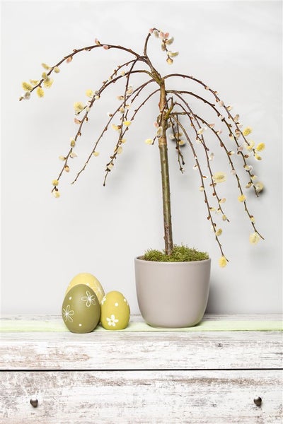 Salix caprea 'Pendula', Kätzchenweide, hängend, 125 cm Stammhöhe