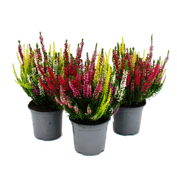 Drei Töpfe mehrfarbige Besenheide Calluna vulgaris in grauen Kunststofftöpfen.
