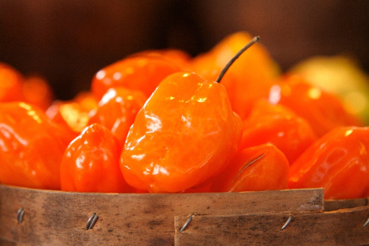 SAFLAX Geschenk Set - BIO - Chili - Habanero Orange - Capsicum annuum - 20 Samen - Mit Geschenkbox, Versandaufkleber, Geschenkkarte und Anzuchtsubstrat