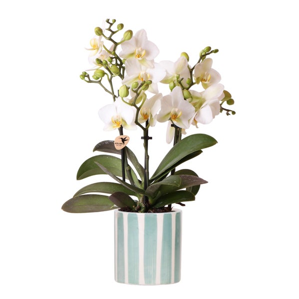 Kolibri Orchids Weiße Phalaenopsis Orchidee Lausanne + Painted Stripe Ziertopf Türkis Topfgröße 9cm