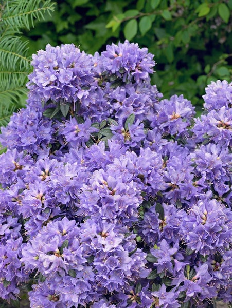 Rhododendron impeditum 'Blue Tit', Zwerg-Rhododendron, blau, 20–25 cm