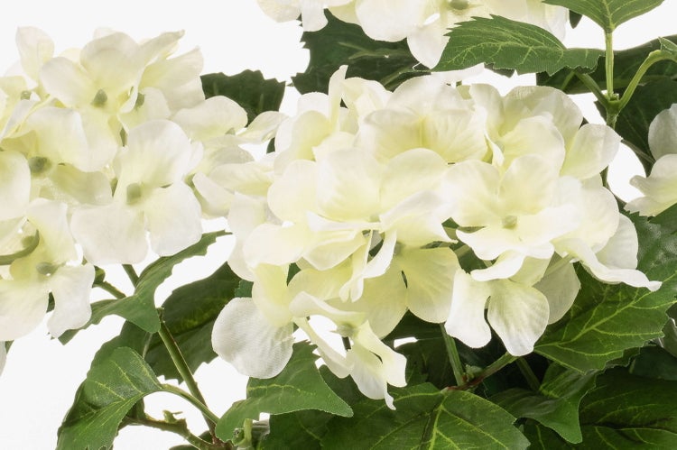 Nahaufnahme einer Hortensie mit weißen Blüten und grünen Blättern.