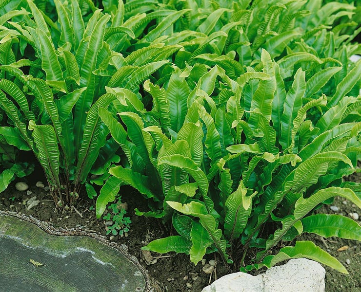 Phyllitis scolopendrium, Hirschzungenfarn, ca. 9x9 cm Topf