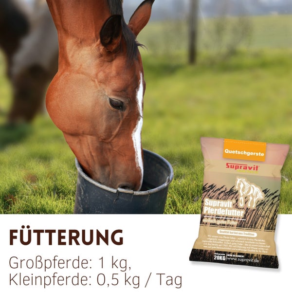Ein Pferd frisst aus einem Eimer, daneben eine Packung Supravit Quetschgerste Pferdefutter.