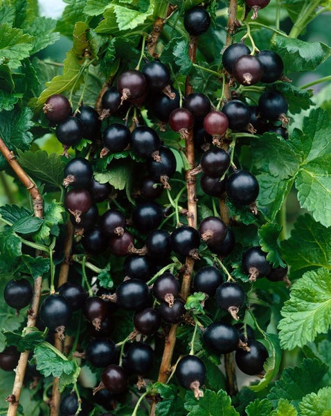 Ribes x nidigrolaria, Jostabeere, 90 cm Stammhöhe
