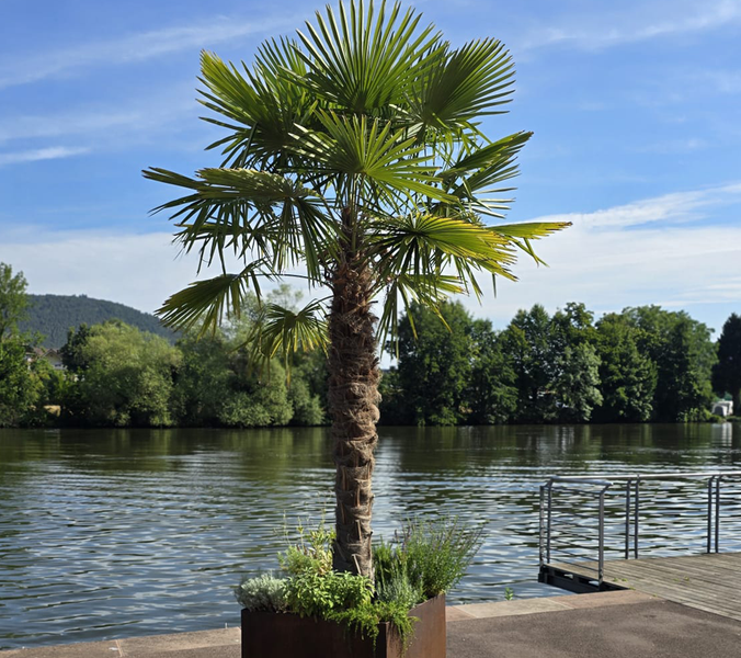 Palme ca.250cm - 270cm Trachycarpus Fortunei 120 cm Stamm Hanfpalme, winterharte Palme bis -19°C