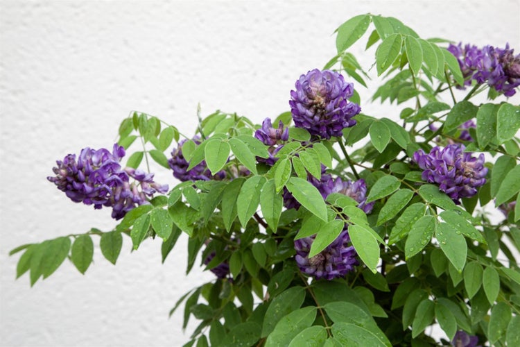 Wisteria frutescens 'Longwood Purple', Amerikanische Wisteria, 40–60 cm