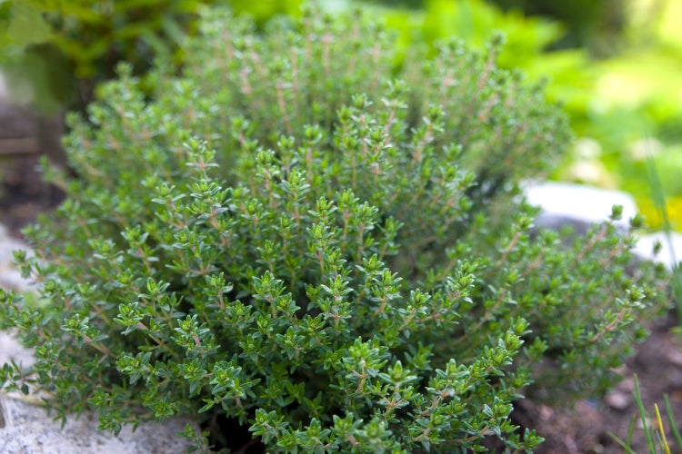 SAFLAX Garden in the bag - BIO - Thymian - Thymus vulgaris - 800 Samen - Mit Anzuchtsubstrat im praktischen, selbst aufstellenden Beutel