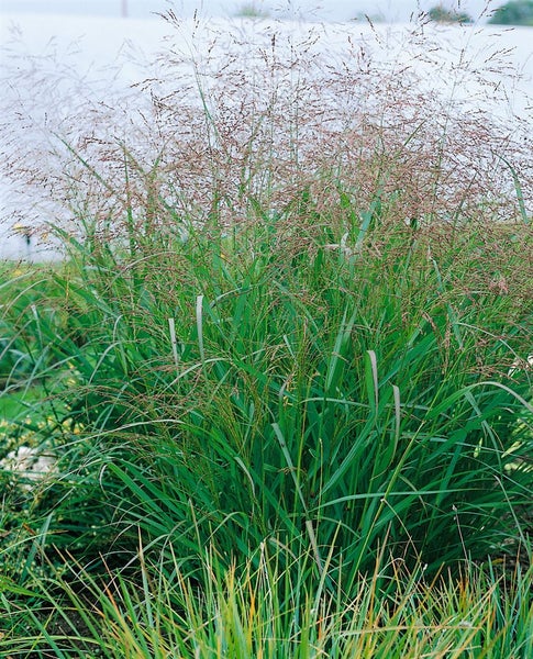 Panicum virgatum 'Warrior', Rutenhirse, ca. 9x9 cm Topf