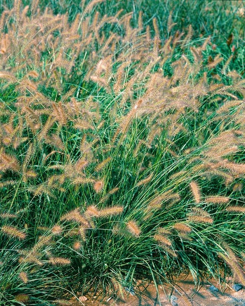 Pennisetum alopecuroides 'Compressum', Lampenputzergras, 3-5 Liter Container