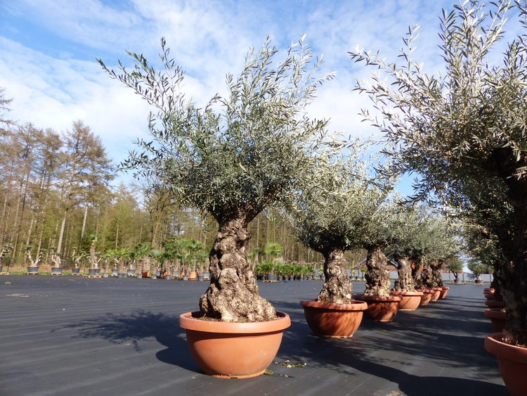 Olivenbäume mit knorrigen Stämmen in großen runden terracottafarbenen Töpfen im Freien.