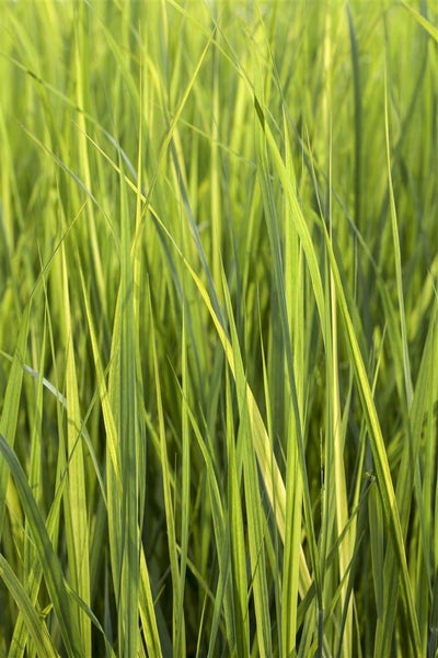 Panicum virgatum 'Northwind', Rutenhirse, aufrecht, 3-5 Liter Container