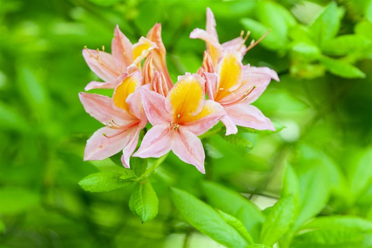 Rhododendron luteum 'Josephine Klinger', gelb, 30–40 cm