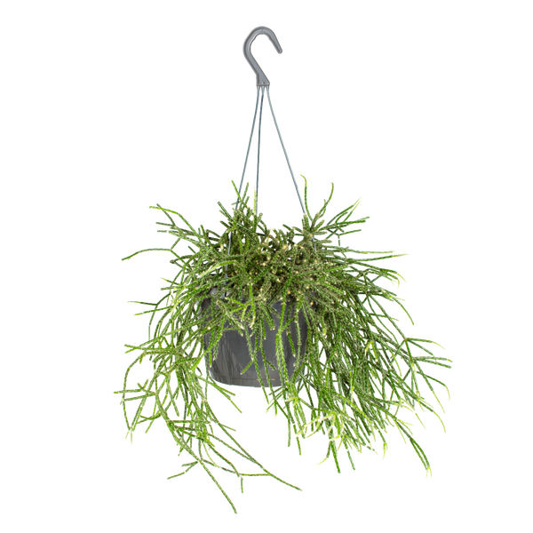 Bloomique - Rhipsalis Pilocarpa - Korallenkaktus - Sukkulente - Hängepflanzen - Zimmerpflanzen - Luftreinigend - Tierfreundlich - 30-40 cm Hoch - Hängetopf 17 cm