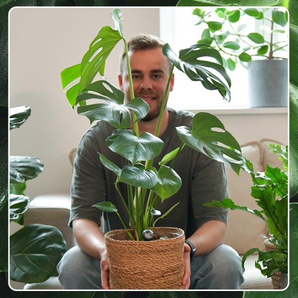 4er Zimmerpflanzen Set mit Bergpalme, Monstera, Philodendron Birkin und Glücksfeder – pflegeleicht, luftreinigend – Höhe 20–70 cm, Töpfe 10,5–17 cm