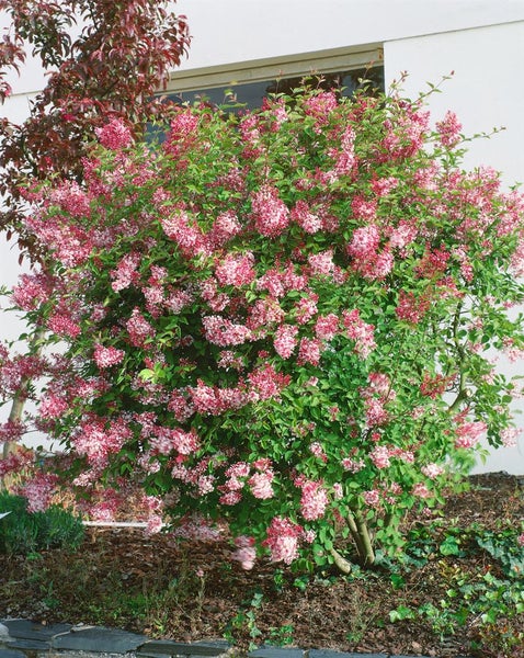 Blühender Zierstrauch mit Laub und Blüten im Garten