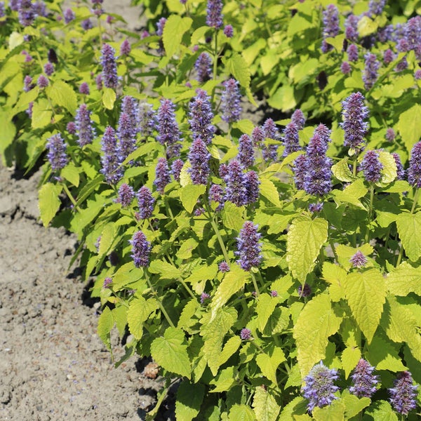 Nahaufnahme von Agastache mit blau-violetten Blüten und grünen Blättern im Garten.