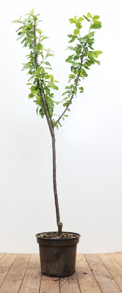 Prunus domestica 'Opal', Pflaume, süß, 150–200 cm