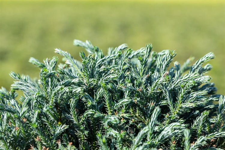 Chamaecyparis pisifera 'Blue Moon', Scheinzypresse, blau, 20–25 cm