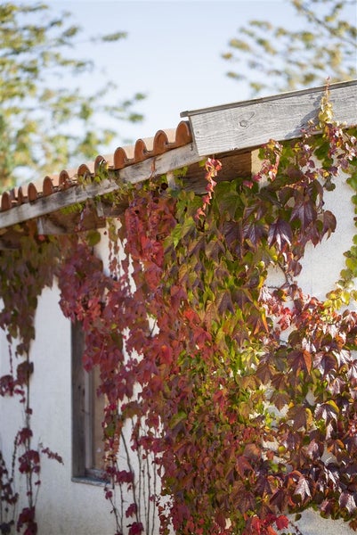 Parthenocissus quinquefolia, Wilder Wein, 40–60 cm
