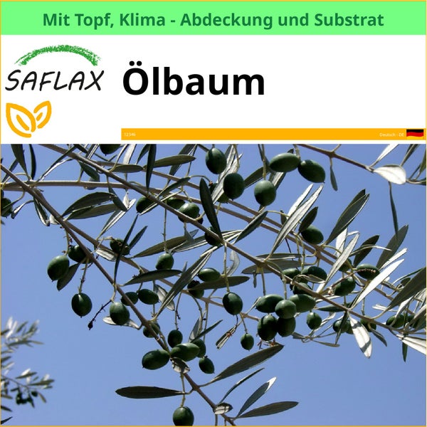 Saflax Ölbaum im Topf mit Klimaabdeckung und Substrat