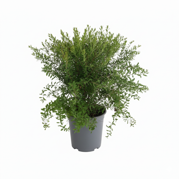 Strauch im Topf für den Garten