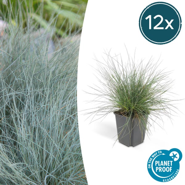 Detailaufnahme von Blauschwingel Festuca glauca und Pflanze im Topf, Set mit zwölf Stück, Planet Proof zertifiziert.
