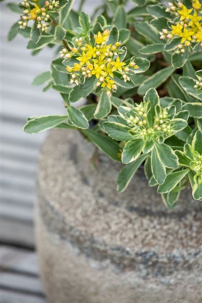 Sedum kamtschaticum, Fetthenne, gelb, ca. 9x9 cm Topf