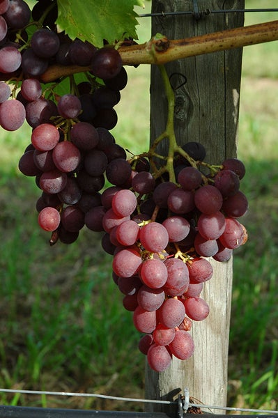 Eine Traube dunkler Tafeltrauben an einem Weinstock mit Holzpfosten im Weinberg