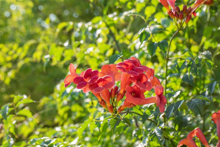 Campsis radicans 'Flamenco', Trompetenblume, leuchtend rot, 40–60 cm