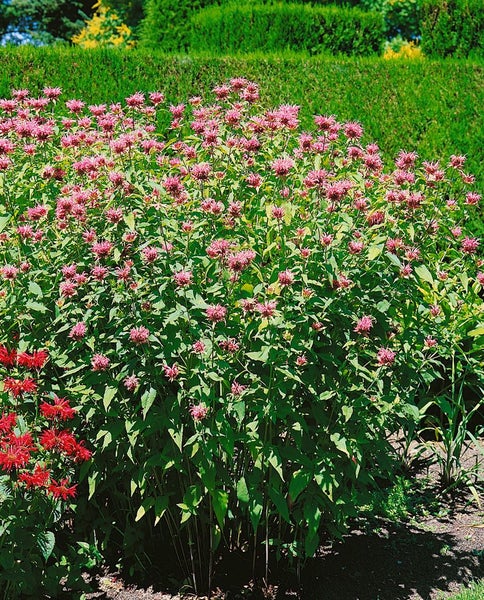 Monarda fistulosa 'Croftway Pink', Indianernessel, rosa, ca. 11x11 cm Topf