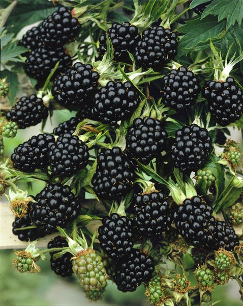 Rubus fruticosus 'Thornfree', Brombeere, dornenlos, 30–40 cm