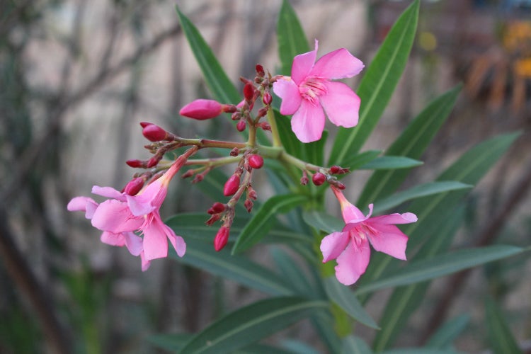 SAFLAX  - Oleander - Nerium oleander - 50 Samen
