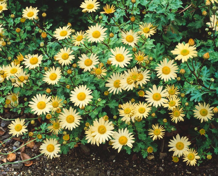 Chrysanthemum Arcticum-Hyb. 'Schwefelglanz', schwefelgelb, ca. 9x9 cm Topf