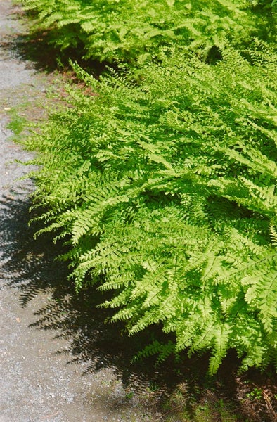 Adiantum pedatum, Frauenhaarfarn, ca. 9x9 cm Topf