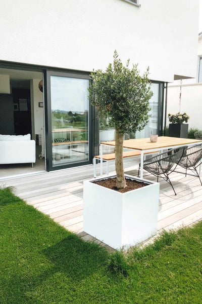 Olivenbaum in quadratischem Pflanzkübel auf einer Terrasse mit Holzdeck und modernen Gartenmöbeln wie Esstisch und Stühlen.