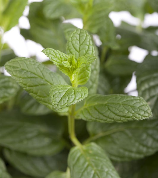 Mentha spicata, Grüne Minze, aromatisch, ca. 9x9 cm Topf