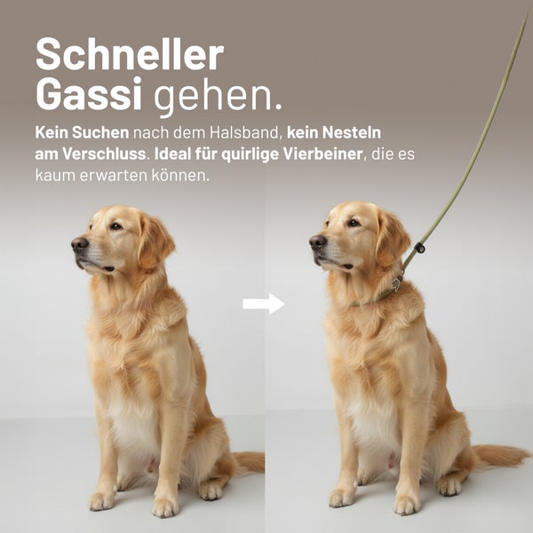 Vorher-Nachher-Vergleich eines Golden Retrievers ohne und mit einer Retrieverleine um den Hals.